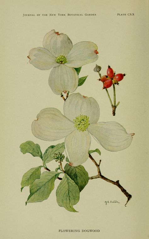 Flowering Dogwood North Carolina Dogwood, Flowering Dogwood, Dogwood Flowers, Vintage Botanical Prints, Plant Drawing, Wild Plants, Botanical Painting, Tree Tattoo, Scientific Illustration