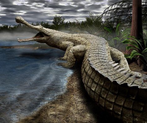 Sarcosuchus Saltwater Crocodile, Prehistoric World, Big Animals, Extinct Animals, Jurassic Park World, Dinosaur Fossils, Prehistoric Creatures, Prehistoric Animals, Crocodiles