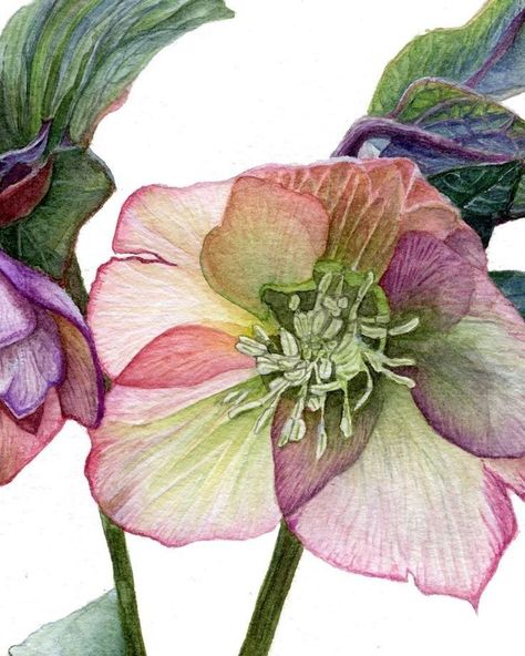 Hellebores Flower Drawing, Hellebore Watercolor Painting, Hellebores Flower, Flower Watercolor Paintings, Rose Watercolor Painting, Spring Watercolor, Lenten Rose, Flower Home Decor, Rose Watercolor