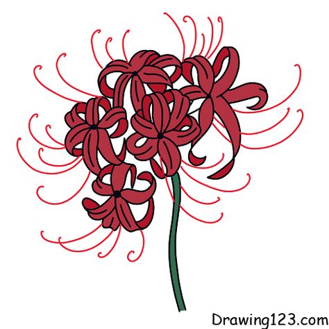 Flowers & Plants Drawing Tutorials - How to draw Flowers & Plants step by step Flower Drawing Reference, Cries In Spanish, Lycoris Radiata, Lilies Drawing, Plant Drawing, Flower Branch, Learn How To Draw, Learn To Draw, Flower Drawing