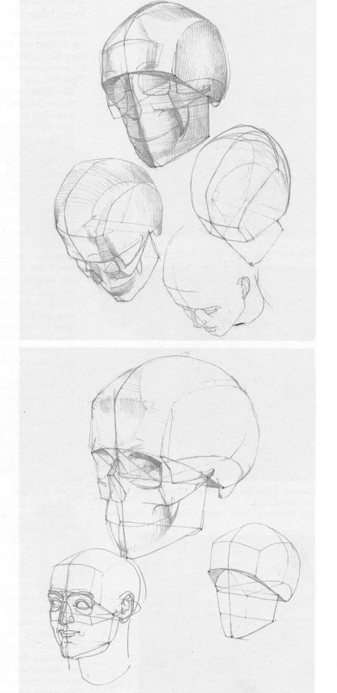 From the anatomy book by Gottfried Bammes Head Anatomy, Skull Reference, Human Sketch, Drawing Heads, Skulls Drawing, 얼굴 그리기, Anatomy For Artists, Gesture Drawing, Sketchbook Pages