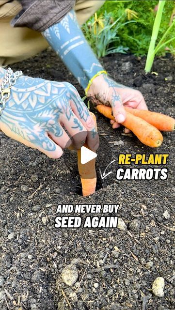 Jamie Walton | Nettles & Petals | Re-Plant Carrots and Never Buy Seed Again 🥕🌱  I really enjoy growing carrots in the vegetable garden as they are more than just an edible... | Instagram Carrots Growing, Plant Carrots, Carrot Garden, Genetic Diversity, Vege Garden, Save Seeds, How To Plant Carrots, Carrot Gardening, Gardening Indoors