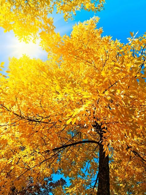 Sunny Images, Perfect Fall Day, Bright Autumn, Gorgeous Places, Good Monday, The Enchanted Home, Golden Tree, Autumn Magic, Beautiful Trees