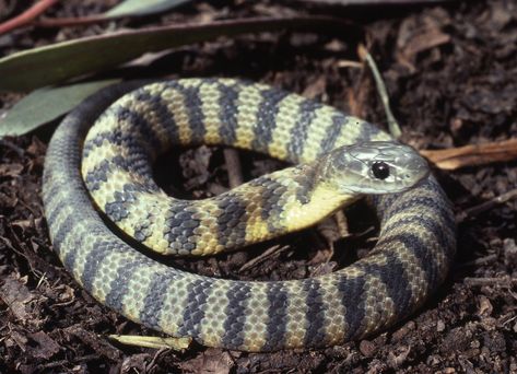 Tiger Snake - The Australian Museum Tiger Species, Tiger Snake, Largest Snake, Pit Viper, Snake Venom, Black Tigers, Reptiles And Amphibians, Birds Of Prey, Flora And Fauna