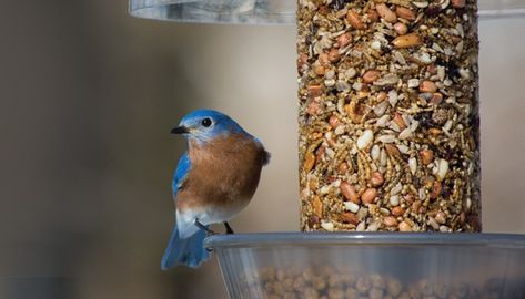 Animal Cartoon Video, Wild Birds Unlimited, Cinnamon Tortillas, Eastern Bluebird, Pet Dogs Puppies, Diy Yard, Dinners For Kids, Bird Photo, Kids Nutrition