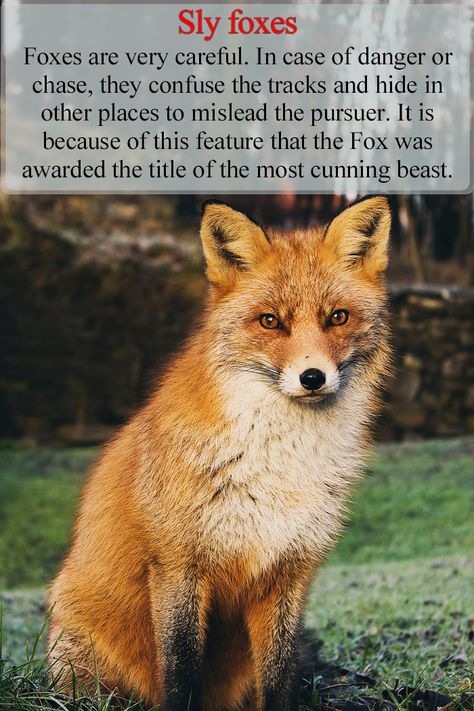 Omen Animals, Fox Therian Tips, Facts About Foxes, Fox Facts, Animal Facts Interesting, Fox Pups, Wildlife Rehabilitation, Animal Spirit Guides, Baby Wolf