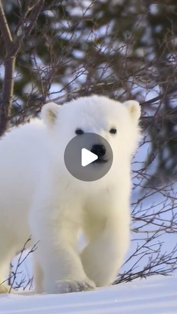 Baby Polar Bear, Polar Bear Paw, Baby Polar Bears, Bear Cubs, Mama Bear, Polar Bear, Baby Animals, The Incredibles, Animals