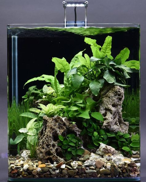 DENNERLE on Instagram: “Nice 30l Nano Cube...😍🌿 Scaped by: @volker_jochum Follow us: Facebook: ‪Facebook.com/dennerle‬ Youtube: ‪Youtube.com/DennerleGmbH‬…” Aquascaping Ideas, Aquarium Inspiration, Aqua Design, Fish Tank Themes, Fish Tank Terrarium, Aquascape Design, Betta Aquarium, Tropical Fish Aquarium, Aquatic Garden