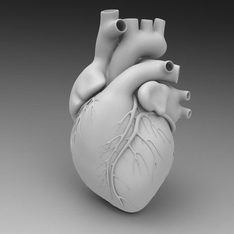 3d Printed Heart, Heart 3d, Human Organ, Muse Art, Heart Day, Female Anatomy, Anatomical Heart, Human Heart, Print Models