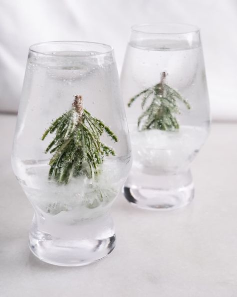 Rosemary springs frozen in cocktail glasses. Rosemary Christmas Tree, Frozen Christmas Tree, Holiday Party Menu, Rosemary Cocktail, Winter Cocktails Recipes, Flavored Sparkling Water, Frozen Christmas, Cranberry Cocktail, Smoothie Drink Recipes