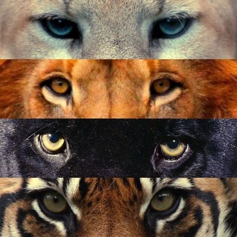 Unlike the domestic cat the large cats have round pupils. But they also retract and enlarge with the light. C Is For Cat, Colorful Snakes, Animal Eyes, Eye Photography, Lion Tattoo, Domestic Cat, Large Cats, Animal Friends, Animal Videos