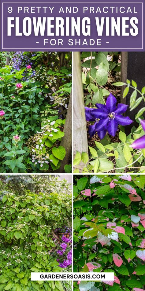 Flowering Vines For Shade (9 Perennial Climbers That Won't Take Over Your Garden) Shade Vines, Vines For Shade, Climbing Plants Fence, Shady Backyard, Perennial Flowering Vines, Vine Fence, Climbing Plants Trellis, Creepers Plants, Shady Garden