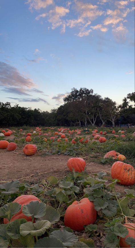 Fall Sunflower Aesthetic, Fall Aesthetic Pumpkin Patch, Pumpkin Patch At Night, Pumpkin Farm Pictures, Fall Asthetic Photos, Pumpkin Patch Background, Lovelight Farms, Pumpkin Patch Aesthetic, Pumpkin Story