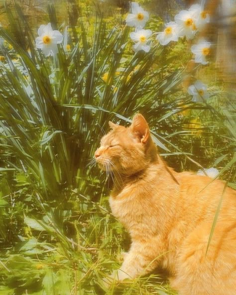 Photography Alternative, Ethereal Nature, Garden Meadow, Aesthetic Garden, Fairycore Cottagecore, Orange Tabby, Cat Aesthetic, Tabby Cat, Literally Me