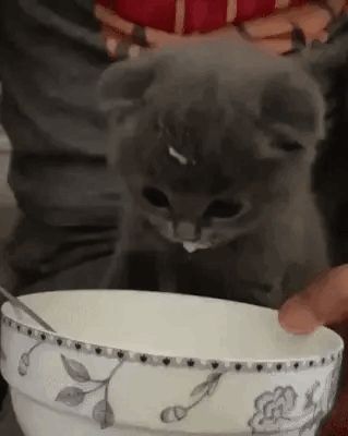 Drinking Milk, Silly Cats Pictures, Silly Animals, Little Kittens, Silly Cats, Cute Creatures, Pretty Cats, Cute Little Animals, Cat Gif