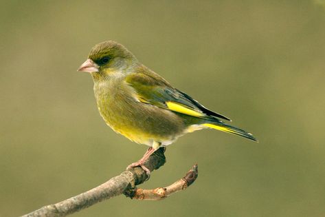 Green Finches are very beautiful birds, lowland countryside, mosaic-like pattern of woods, farmland, hedgerows, thickets and gardens. Linnet Bird, Green Finch, Wild Birds Photography, Finch Bird, Greenfinch, Finches Bird, Common Birds, British Garden, Brown Bird