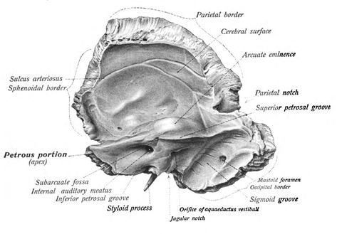 Temporal Bone Temporal Bone Anatomy, Temporal Bone, Bone Anatomy, Anatomy Bones, Skull Anatomy, Study Stuff, Craniosacral Therapy, Med Student, Anatomy And Physiology