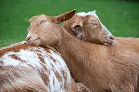 Let's Hug Like the Goats do Sleepy Animals, Animal Hugs, Heartwarming Pictures, Sleeping Animals, What Cat, Bear Cubs, Jolie Photo, Sweet Animals, Animal Kingdom