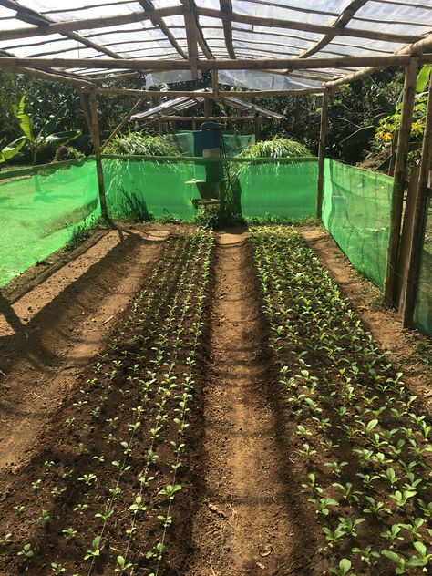 Bamboo Greenhouse Diy, Bamboo Greenhouse, Farm Work, Farm Layout, Greenhouse Ideas, Vegetable Garden Diy, Cattle Farming, Market Garden, Veg Garden