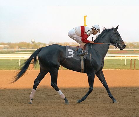 Ruffian - The Legendary Filly. An American champion thoroughbred racehorse. Winner of the Filly Triple Crown (now called the Triple Tiara). Thoroughbred Racehorse, Thoroughbred Horse Racing, Sport Of Kings, Horse Dressage, Race Horses, Famous Black, Thoroughbred Horse, Hunter Jumper, All The Pretty Horses