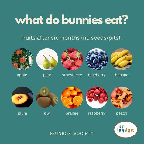 Whether you are a pet mom or a child mom, the first question you ask yourself every morning is, “What should I feed them today?” Here are some nutritious ideas for feeding your bunnies. Feeding your bunnies a balanced diet is essential for their health and well-being. Here are some nutritious options: 1. Hay. The primary component of a bunny’s diet should be high-quality hay, such as timothy, orchard grass, or oat hay. It provides the necessary fiber for their digestive system. 2. Fresh V... Bunny Sheds, Rabbit Farming, Bunny Care Tips, Funny Bunny Videos, Pet Rabbit Care, Brer Rabbit, Rabbit Farm, Bunny Stuff, Mini Lop