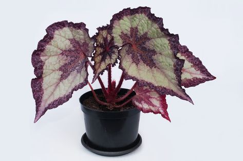 Rex Begonia Care Guide | Just Houseplants Rex Begonia Care, Begonia Care, Rex Begonias, Rex Begonia, Japanese Painted Fern, Tuberous Begonia, Lipstick Plant, Easy Care Houseplants, Low Light Indoor Plants