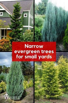 Narrow Privacy Trees, Narrow Evergreen Trees, Small Yard Landscape, Trees For Small Yards, Evergreen Landscape Front Yard, Privacy Fence Landscaping, Evergreen Landscape, Trees For Front Yard, Conifers Garden