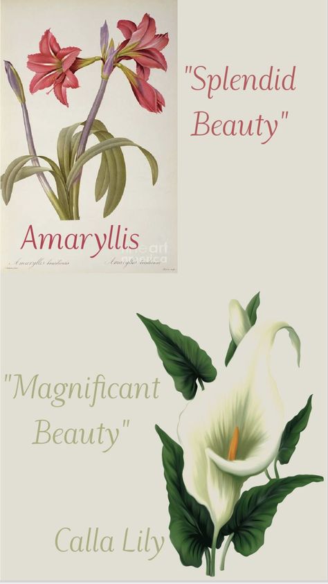 Amaryllis and Calla Lily mean Beauty Calla Lily Meaning, Lily Meaning, Amaryllis Flower, Amaryllis Flowers, Flower Meanings, Dark Feminine Aesthetic, Feminine Aesthetic, Calla Lily, Lily