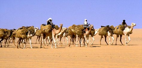 Photo of modern Azalai salt caravan. Ghana Empire, Songhai Empire, African Empires, Country Bears, Africa Do Sul, Ancient Origins, Sahara Desert, Science For Kids, West Africa