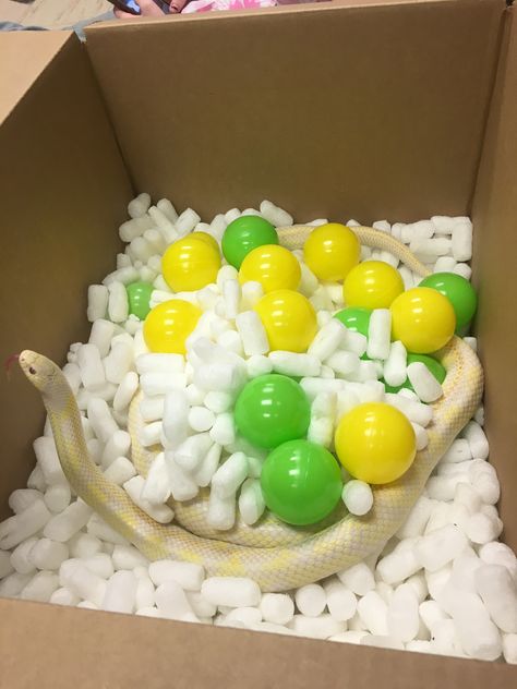 Snake enrichment - packing peanuts ball pit Enrichment For Snakes, Reptile Enrichment Ideas, Ball Python Enrichment Ideas, Snake Enrichment Diy, Snake Jungle Gym, Snake Enrichment Ideas, Cool Snake Enclosures, Snake Playground, Ball Python Enrichment