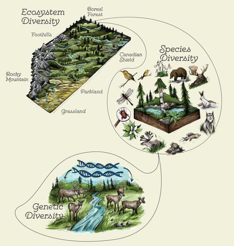 The Diversity of Life | Biology for Majors I Types Of Biodiversity, Taxonomy Biology, Mountain Ecosystem, Diversity Poster, Genetic Variation, Biology Notes, Different Plants, Back To School Activities, Sustainable Architecture