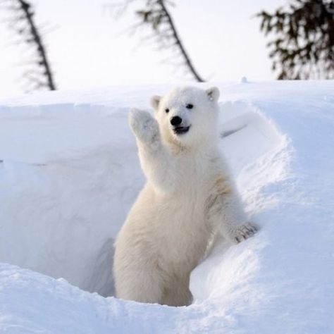 Polar Bear Images, Haiwan Comel, Baby Polar Bears, Polar Animals, Cute Polar Bear, Silly Animals, White Bear, Polar Bears, Wildlife Animals