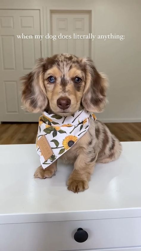 Full Grown Dachshund, Dutch Hound Dachshund, Fluffy Dachshund Puppy, Long Hair Dapple Dachshund, Dashund Dogs, Dachshund Aesthetic, Miniature Long Haired Dachshund, Winner Dogs, Doxin Dog