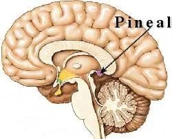 The Pineal Gland: An Enigma of the Mind - Exploring your mind Pineal Gland, Brain Waves, The Brain, Mother Earth, The Mind, Psychology, Brain, Mindfulness, Healing