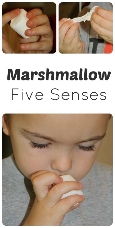 Explore the Five Senses Using Marshmallows...Part of the M is for Marshmallows Theme from Fantastic Fun and Learning 5 Senses Preschool, Five Senses Preschool, 5 Senses Activities, Teacher Essentials, Pre-k Science, Senses Preschool, My Five Senses, Senses Activities, The Five Senses