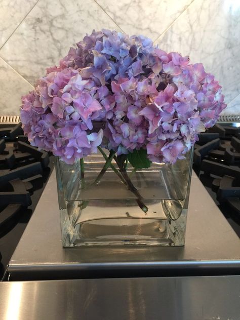 Hydrangea Flower, Hydrangea, I Decided, Floral Arrangements, Did You Know, Yard, Bring It On, Reading, Plants