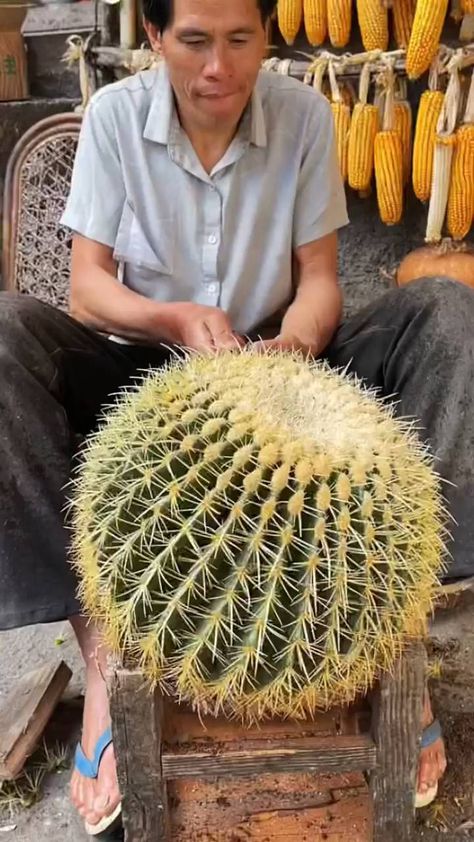 Plant Goals, Barrel Cactus, Scenic Travel, Cactus Types, Beautiful Travel Destinations, Plant Collection, The Fruit, Do You Know What, Urban Jungle