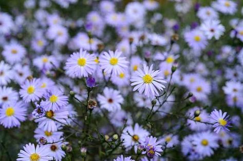 Geranium Himalayense, Michaelmas Daisy, Geranium Sanguineum, Lily Turf, Purple Flowering Plants, Late Summer Flowers, Border Ideas, Sea Holly, Best Perennials