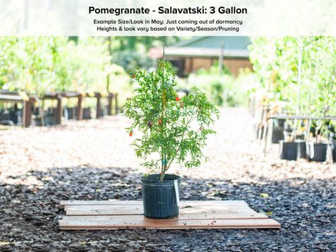 Salavatski Pomegranate Tree — Just Fruits and Exotics Pomegranate Tree, Fruity Wine, Edible Seeds, Pomegranate Fruit, Plant Guide, Citrus Trees, Ancient Beauty, Pomegranate Juice, Small Trees