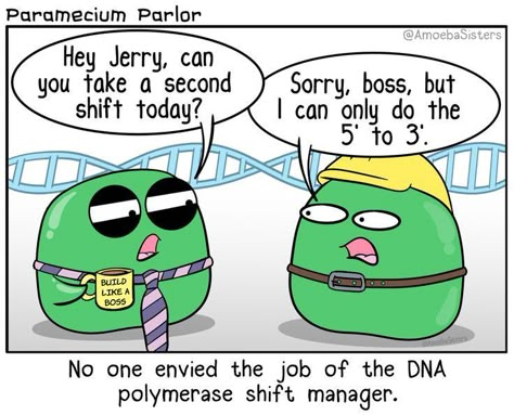 It's like they ALL want to work from 5' to 3'! #Science #Biology DNA Replication - DNA Polymerase Biology Puns, Bio Jokes, Environmental Science Activities, Amoeba Sisters, Science Humour, Biology Jokes, Biology Ideas, Dna Polymerase, Biology Memes