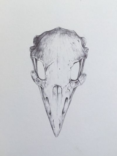 Detailed bird skull illustration. Eagle skull. Eagle Skull Drawing, Sparrow Skull Tattoo, Crow Skull Reference, Raven Skull Drawing, Eagle Skull Tattoo, Drawing Ideas Skull, Bird Skull Drawing, Bird Branch Tattoo, Animals Skull