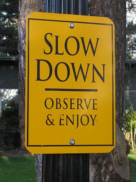 Slowing Down Lower Back Pain Exercises, Spiritual Coach, Manifestation Board, Slow Travel, Rat Race, Embrace Life, Yellow Bird, Slow Life, Life Is A Journey