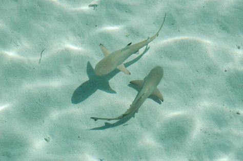 Baby blacktip sharks @ Maldives Types Of Mermaids, Shark Background, Shark Wallpaper, Sea Life Wallpaper, Shark In The Ocean, Hammerhead Shark Tattoo, Macbook Air Wallpaper, Underwater Images, Sea Aesthetic