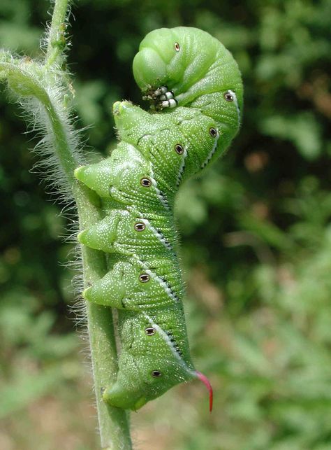 I think I've fed this little guy to the chickens before ;) Garden Bugs, Garden Insects, Garden Pest Control, Garden Pests, Most Wanted, Veggie Garden, Edible Garden, Farm Gardens, Back To Nature