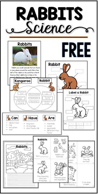 Free Rabbit Science Printables & Activities Preschool Rabbit Activities, Rabbit Kindergarten, Diagram Ideas, Science Printables, Writing Page, Kids Science, Kindergarten Science, Venn Diagram, Preschool Science