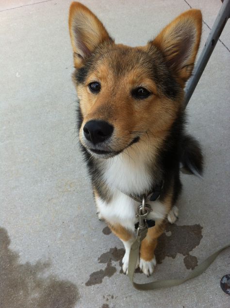 Sheltie and a shiba inu?! I want it!!! Shiba Inu Mix, Adorable Creatures, Shiba Inu Puppy, Breed Dogs, Favorite Animals, Mixed Breed Dogs, Shetland Sheepdog, Mixed Breed, Shiba Inu