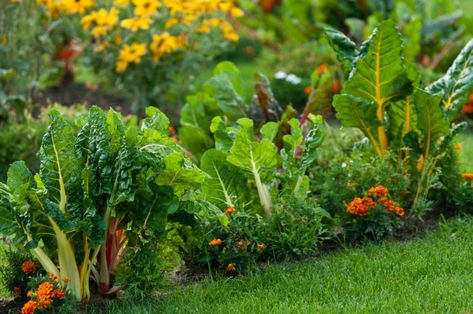 6 Reasons To Grow A Front Yard Vegetable Garden Easy Vegetables To Grow, Backyard Vegetable Gardens, Edible Landscaping, Starting A Garden, Front Yard Garden, Food Garden, Edible Plants, Plants And Flowers, Planting Vegetables