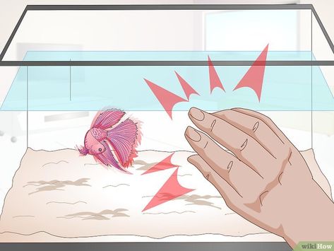 How to Train Your Betta Fish: 10 Steps (with Pictures) - wikiHow Fish Pictures, Diy Fish Tank, Betta Aquarium, Class Pet, Betta Fish Care, Guppy Fish, Live Alone, Betta Tank, Betta Fish Tank