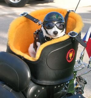 motorcycling: that's how you take your dog along...LOVE IT!!  Look out Maggie... Pet Carrier Diy, Dog Bike, Biker Dog, Helmet Head, Motorcycle Sidecar, Biker Gear, Lovely Animals, Triumph Bonneville, Biker Chick