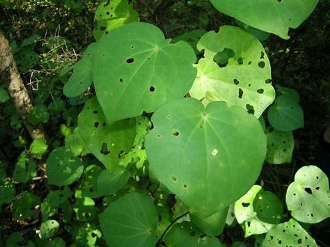 Green leafed kawakawa Kawakawa Leaf, Elixir Recipe, Healing Plants, Plant Photos, Plant Images, Mosaic Ideas, Native Plants, Boutonniere, Banner Design